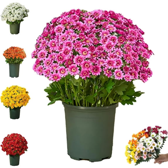 Funsdecor artificial mums, Artificial Outdoor Sunset Mums Flowers - UV Resistant, Waterproof, Windproof, Fall Flower Daisy With Eucalyptus, Look Real, Full, Vibrant