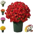 thumbnail image 1 of Funsdecor artificial mums, Artificial Outdoor Sunset Mums Flowers - UV Resistant, Waterproof, Windproof, Fall Flower Daisy With Eucalyptus, Look Real, Full, Vibrant, 1 of 8