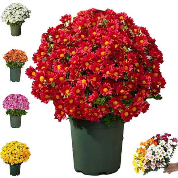 Funsdecor artificial mums, Artificial Outdoor Sunset Mums Flowers - UV Resistant, Waterproof, Windproof, Fall Flower Daisy With Eucalyptus, Look Real, Full, Vibrant