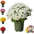 thumbnail image 1 of Funsdecor artificial mums, Artificial Outdoor Sunset Mums Flowers - UV Resistant, Waterproof, Windproof, Fall Flower Daisy With Eucalyptus, Look Real, Full, Vibrant, 1 of 8