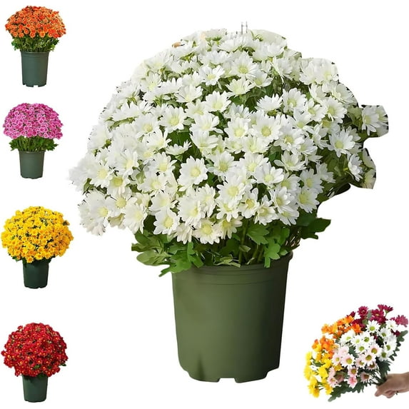 Funsdecor artificial mums, Artificial Outdoor Sunset Mums Flowers - UV Resistant, Waterproof, Windproof, Fall Flower Daisy With Eucalyptus, Look Real, Full, Vibrant