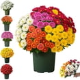 thumbnail image 1 of Funsdecor artificial mums, Artificial Outdoor Sunset Mums Flowers - UV Resistant, Waterproof, Windproof, Fall Flower Daisy With Eucalyptus, Look Real, Full, Vibrant, 1 of 8