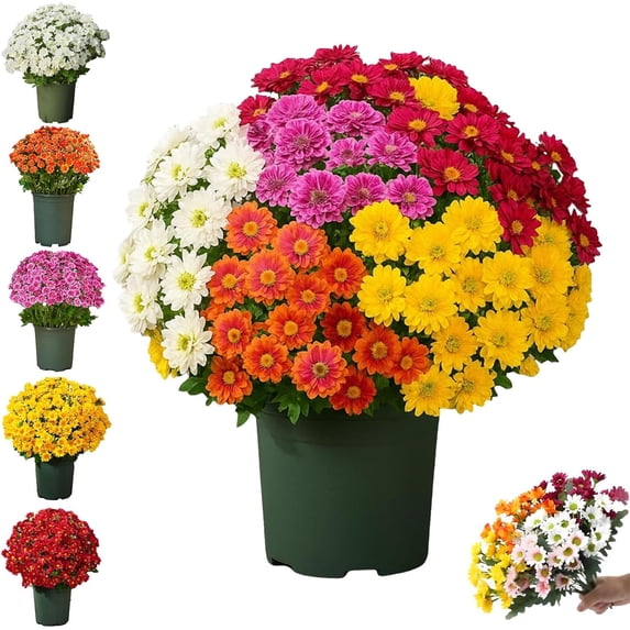 Funsdecor artificial mums, Artificial Outdoor Sunset Mums Flowers - UV Resistant, Waterproof, Windproof, Fall Flower Daisy With Eucalyptus, Look Real, Full, Vibrant