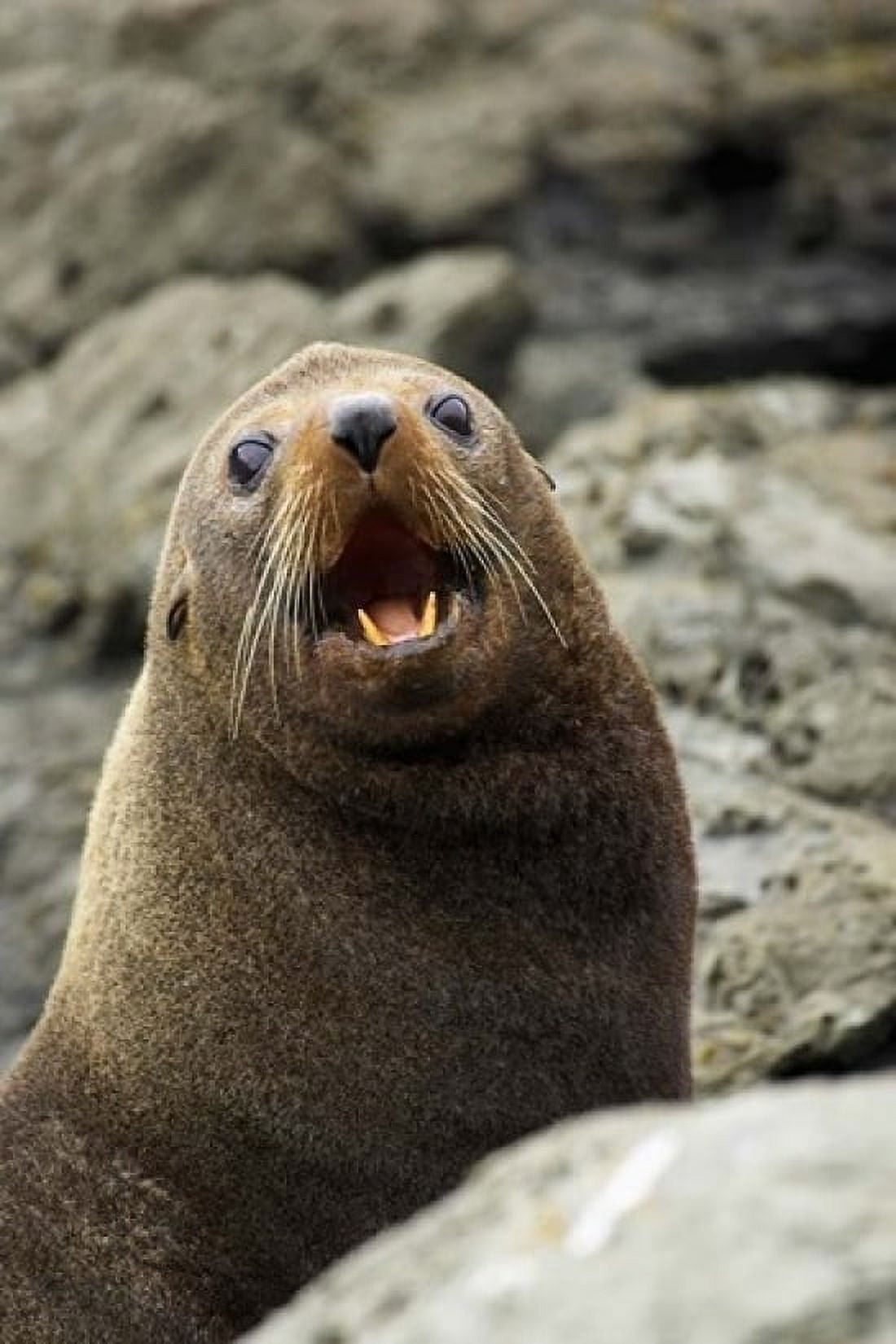 Fur Seal Kaikoura Coast South Island New Zealand Canvas Art - David Wall DanitaDelimont (11 x 17)