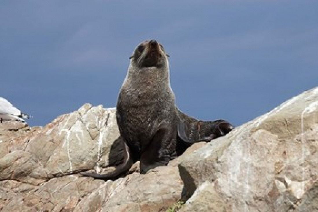 Fur Seal Kaikoura Coast South Island New Zealand Canvas Art - David Wall DanitaDelimont (34 x 23)
