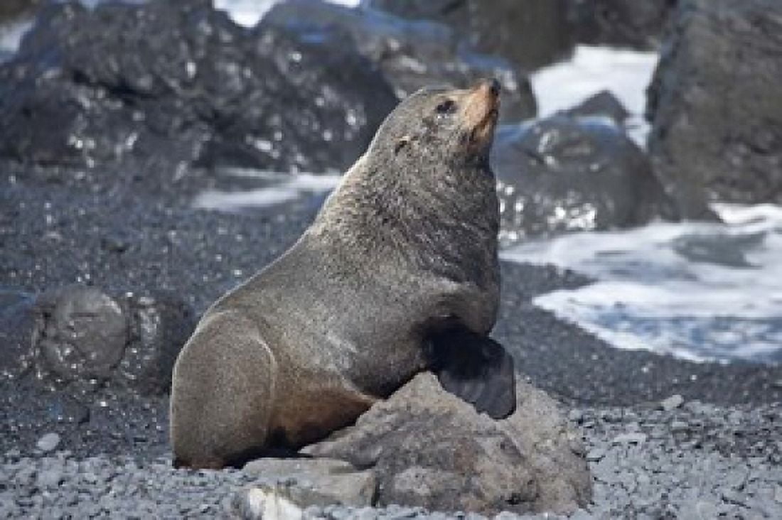 Fur Seal Ngawi Wairarapa North Island New Zealand Canvas Art - David Wall DanitaDelimont (35 x 24)