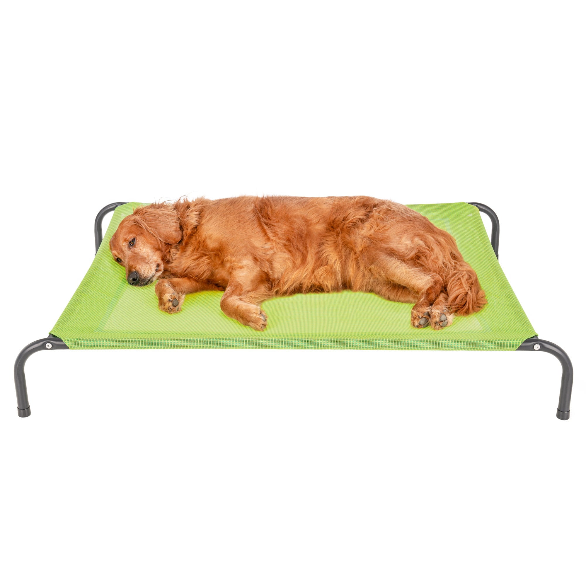Elevated Cot Pet Bed, Cooling, Gecko Green, Large, 1 Count