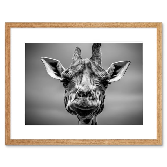 Furlan Giraffe Head Face Framed Wall Art Print