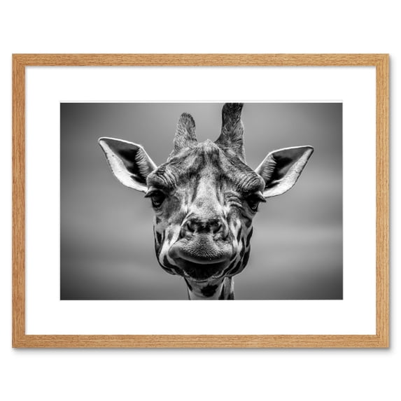 Furlan Giraffe Head Face Framed Wall Art Print