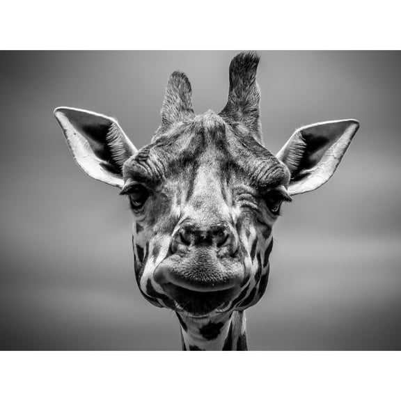 Furlan Giraffe Head Face Large Wall Art Print