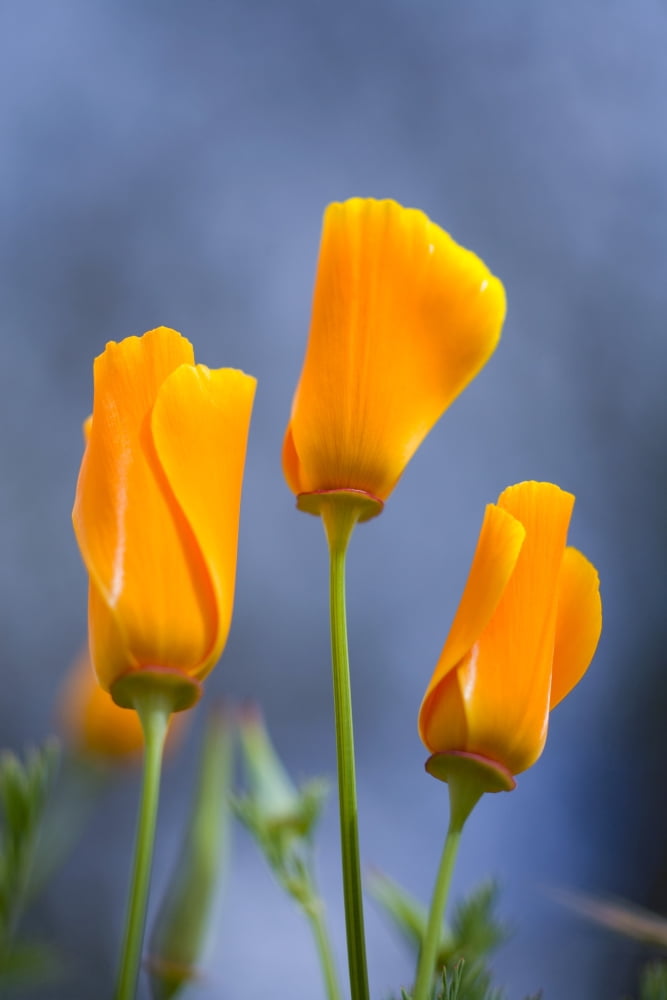 Furled Poppy Canvas Art - Craig Tuttle Design Pics (13 x 20)
