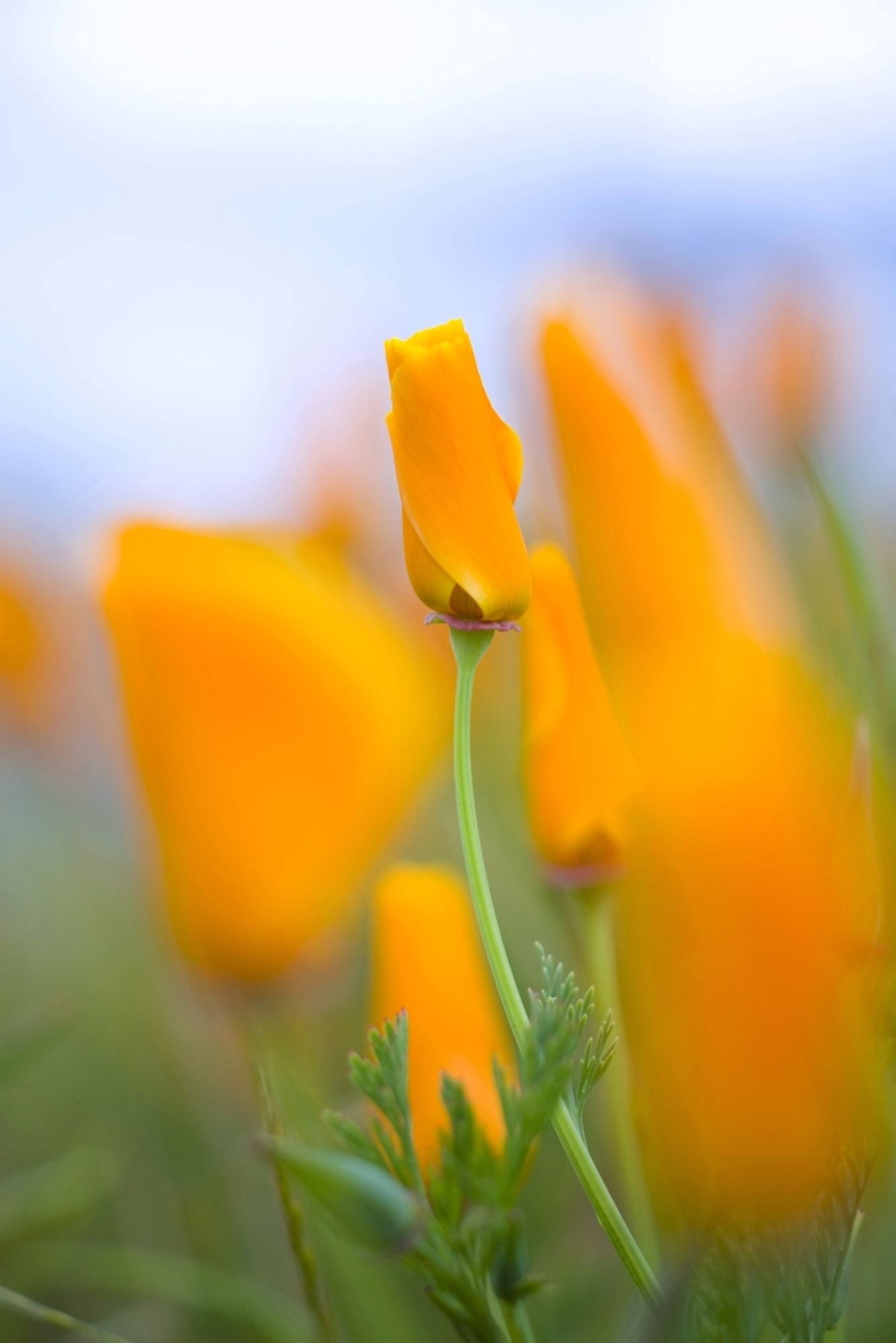 Furled Poppy Canvas Art - Craig Tuttle Design Pics (26 x 40)