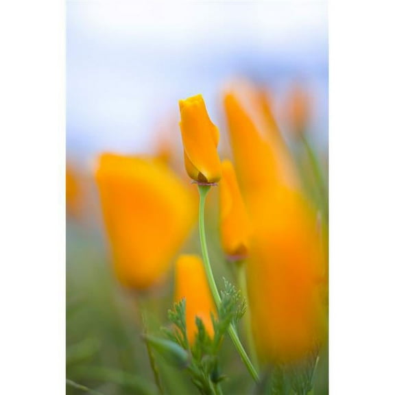 Furled Poppy Poster Print - Large - 26 x 40