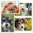thumbnail image 1 of Current Furry Pets Get Well Greeting Cards - Set of 8, Large 5" x 7", 1 of 7