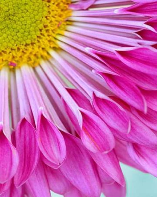 Fuschia Bloom Canvas Art - Gail Peck (22 x 28)