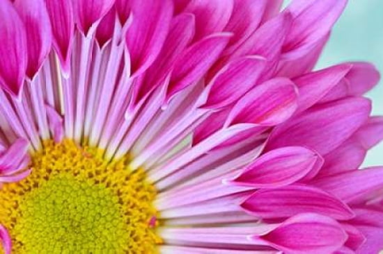 Fuschia Bloom Canvas Art - Gail Peck (24 x 36)