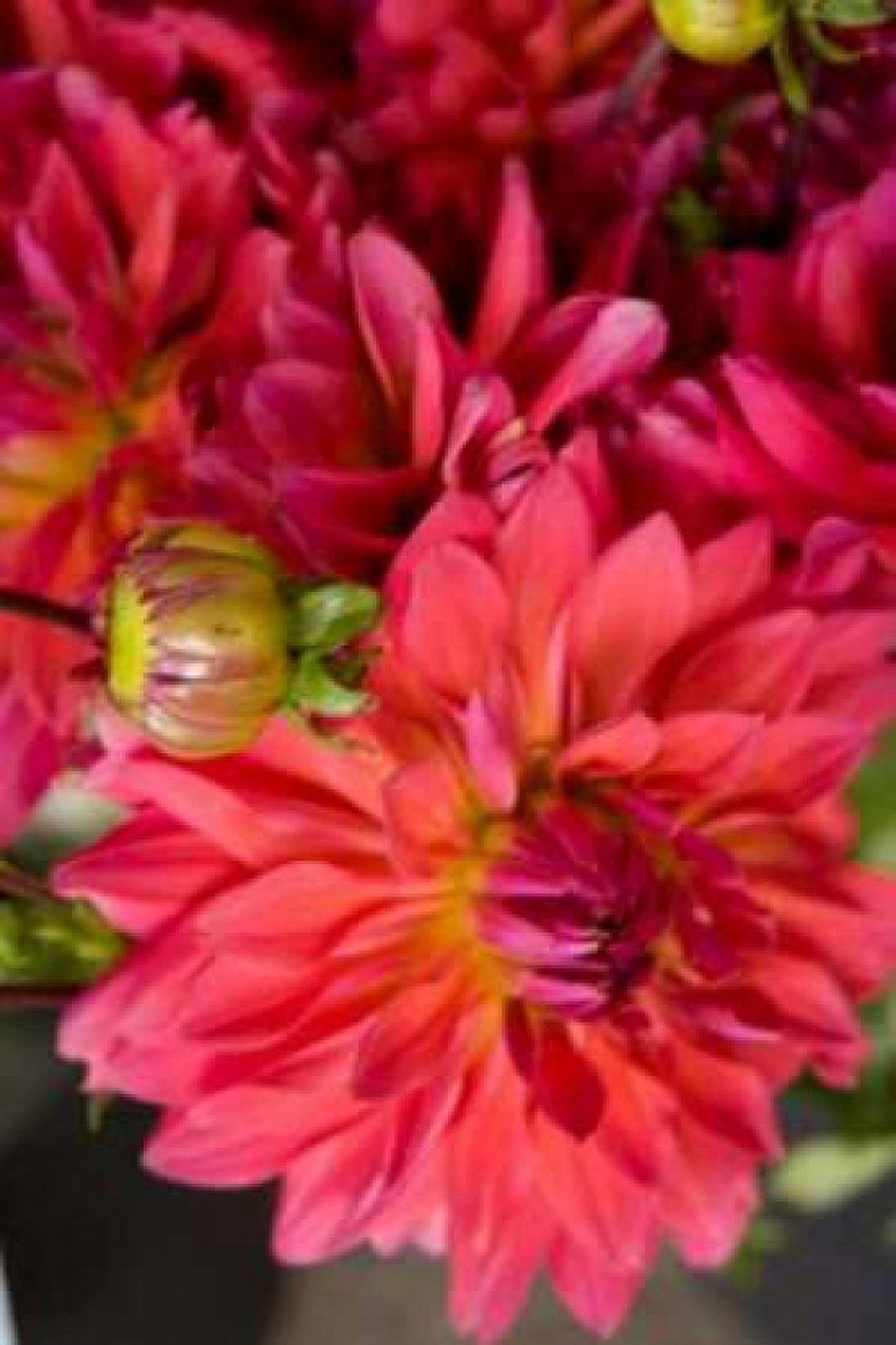 Fuschia Dalhia II Canvas Art - Maureen Love (12 x 18)