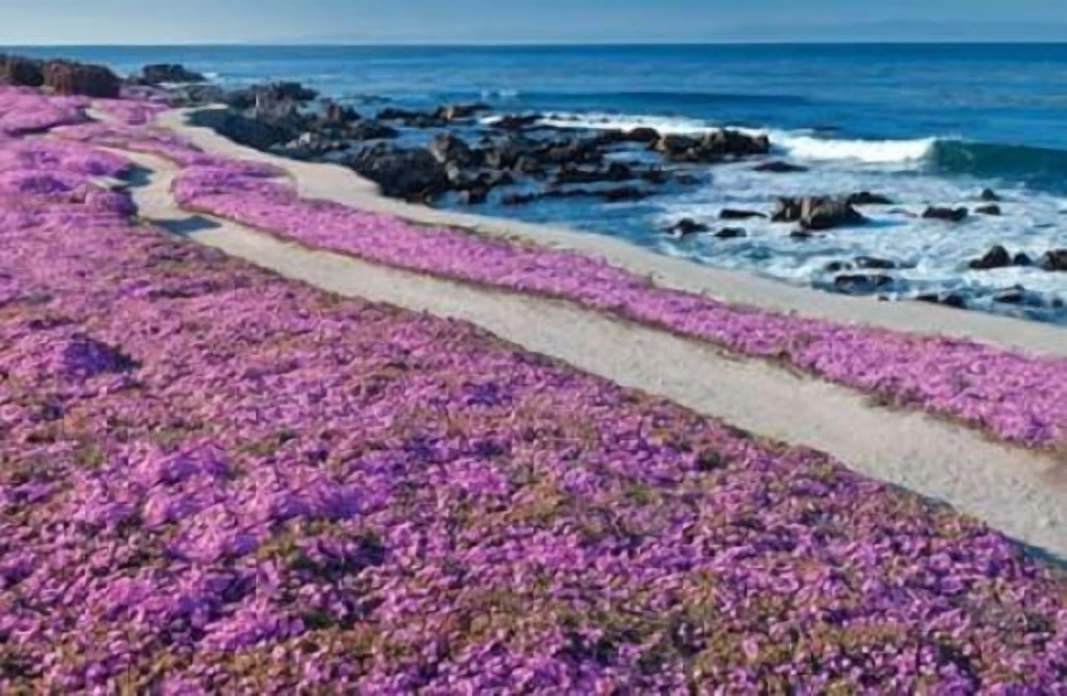 Fuschia Flowers Canvas Art - Dennis Frates (24 x 36)