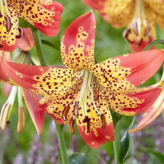 Fusion Hybrid Lilies Flower Bulbs - 3 Lily Bulbs Per Pack - Orange Flowers - Attracts Butterflies and Hummingbirds - Grows Well In Containers - Perennializing
