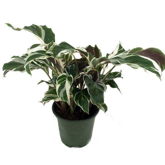 Fusion White Peacock Plant - Calathea - Easy House Plant - 4" Pot