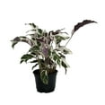 thumbnail image 1 of Fusion White Peacock Plant - Calathea - Easy House Plant - 6" Pot, 1 of 2