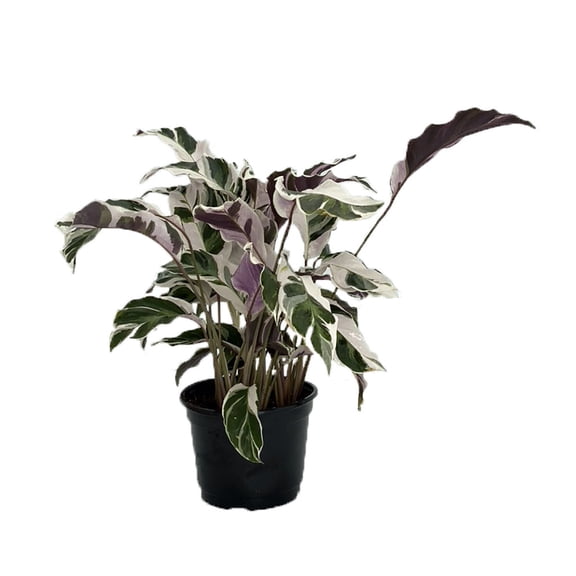 Fusion White Peacock Plant - Calathea - Easy House Plant - 6" Pot