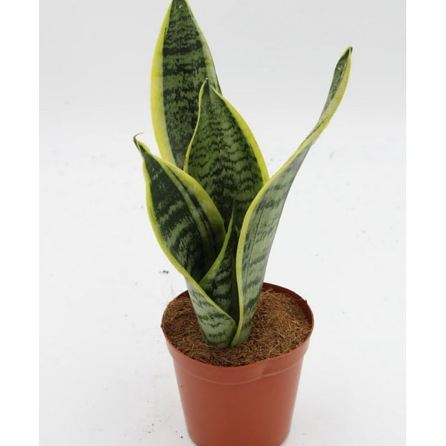 Futura Snake Plant Live Plant in a 4 Inch Pot Sansevieria Superba