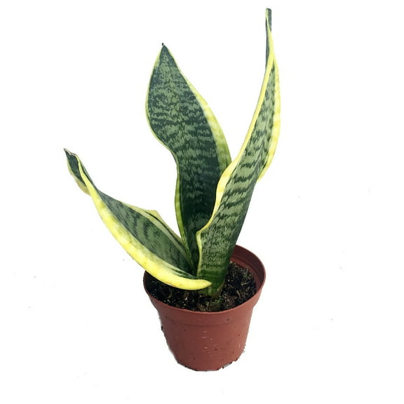 Futura Snake Plant, Mother-In-Law's Tongue, Barbershop Plant-Sanseveria- 4" Pot