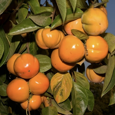 Fuyu Imoto Persimmon Diosyprios, Live Bareroot Fruiting Tree (1-Pack)