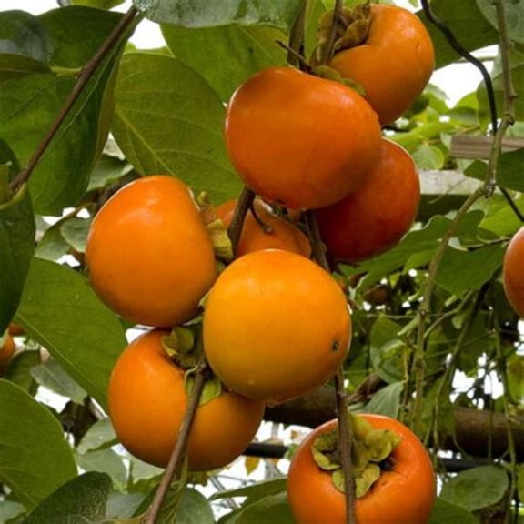 Fuyu Japanese Persimmon Live Fruit Tree Gallon-2