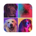 thumbnail image 1 of Fuzoiu cute dogs of different breeds Print Leather Coasters Set,Drink Coasters Set of 6,for Tabletop Protection, Durable PVC Coasters,Home Décor and Housewarming Gift,Square, 1 of 7
