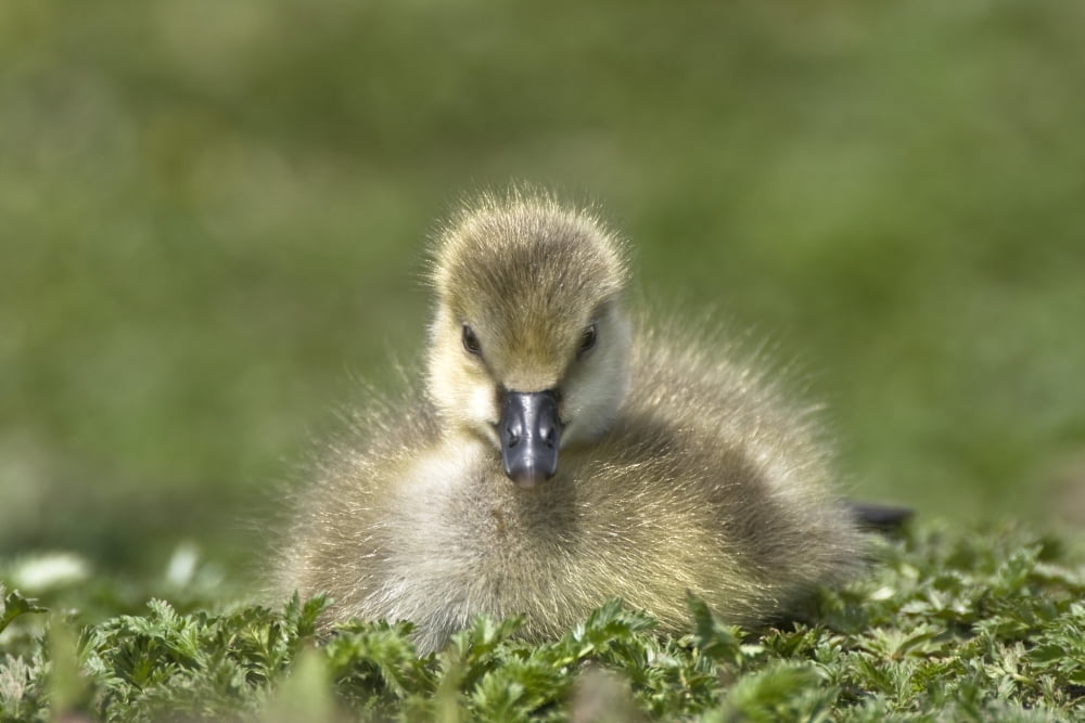 Fuzzy Gosling Canvas Art - John Short Design Pics (17 x 11)