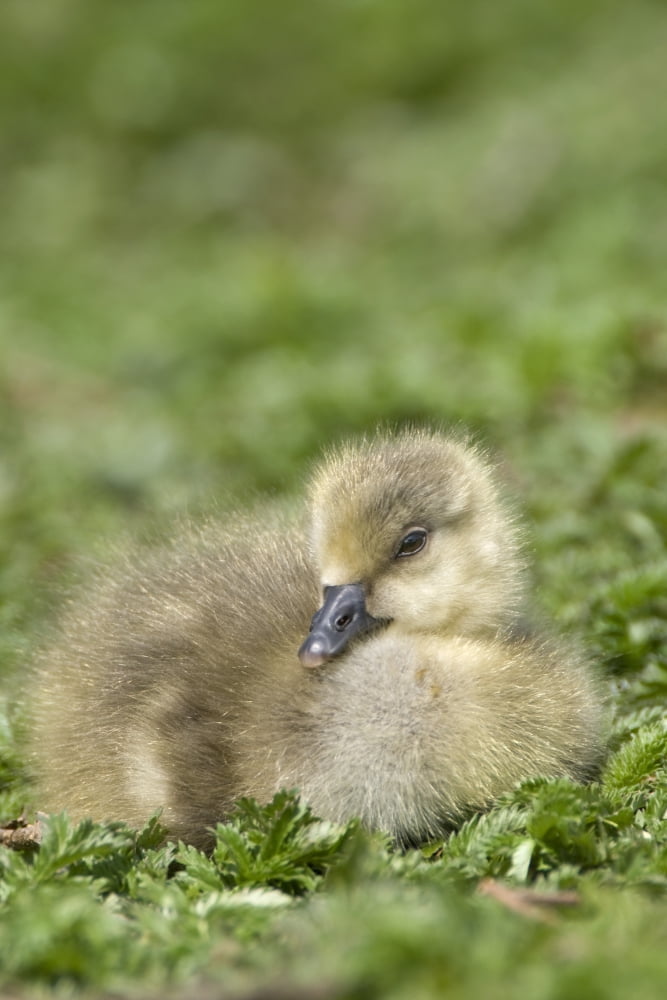 Fuzzy Gosling Canvas Art - John Short Design Pics (22 x 34)