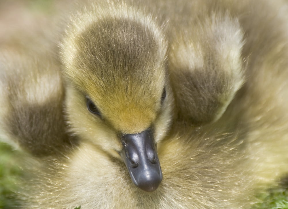 Fuzzy Gosling Canvas Art - John Short Design Pics (34 x 24)