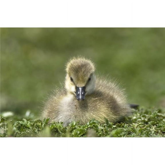Fuzzy Gosling Poster Print by John Short, 34 x 22 - Large