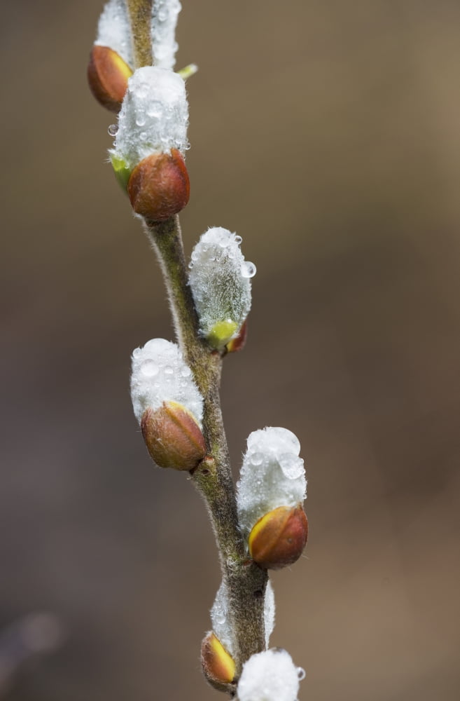 Fuzzy Willow catkins come out in the spring Astoria Oregon United States of America Canvas Art - Robert L Potts  Design Pics (24 x 38)