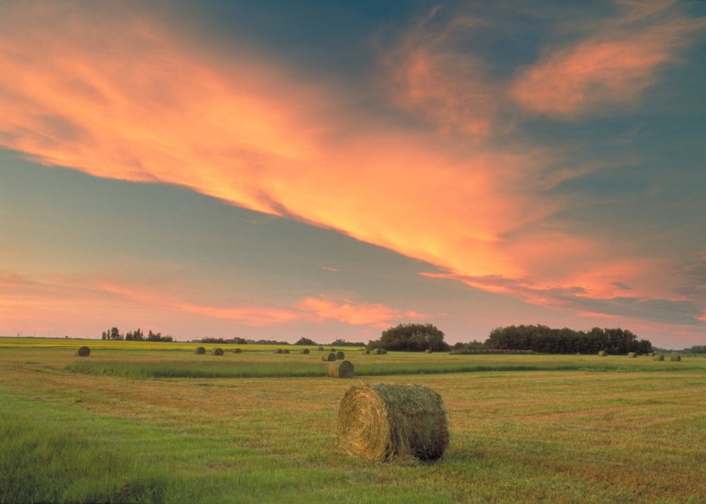 Fv0685 Darwin Wiggett Round Hay Bales In Field Alberta Canvas Art - Darwin Wiggett Design Pics (16 x 11)