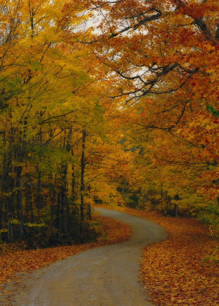 Fv0985 Darwin Wiggett Backcountry Forest Road During Autumn Canvas Art - Darwin Wiggett Design Pics (24 x 34)