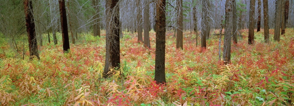 Fv1080 Darwin Wiggett Fireweed In Fall Colour In Burned Forest Banff Nat Park Canvas Art - Darwin Wiggett Design Pics (27 x 9)