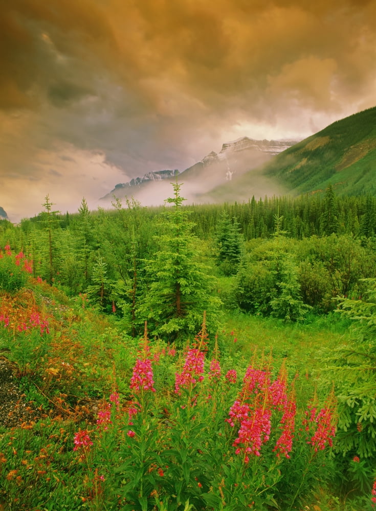 Fv1083 Darwin Wiggett Mount Amery And Fireweed Banff Nat Park Alberta Canvas Art - Darwin Wiggett Design Pics (12 x 16)