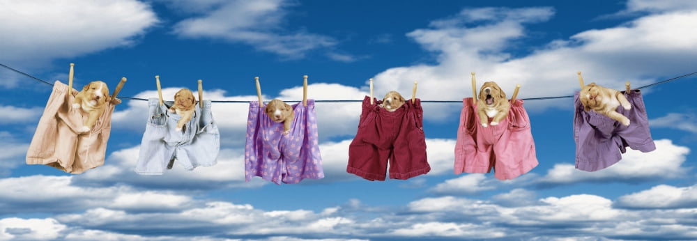 Fv2038 Natural Moments Photography Puppies Hanging On A Clothes Line Canvas Art - Darwin Wiggett Design Pics (44 x 16)