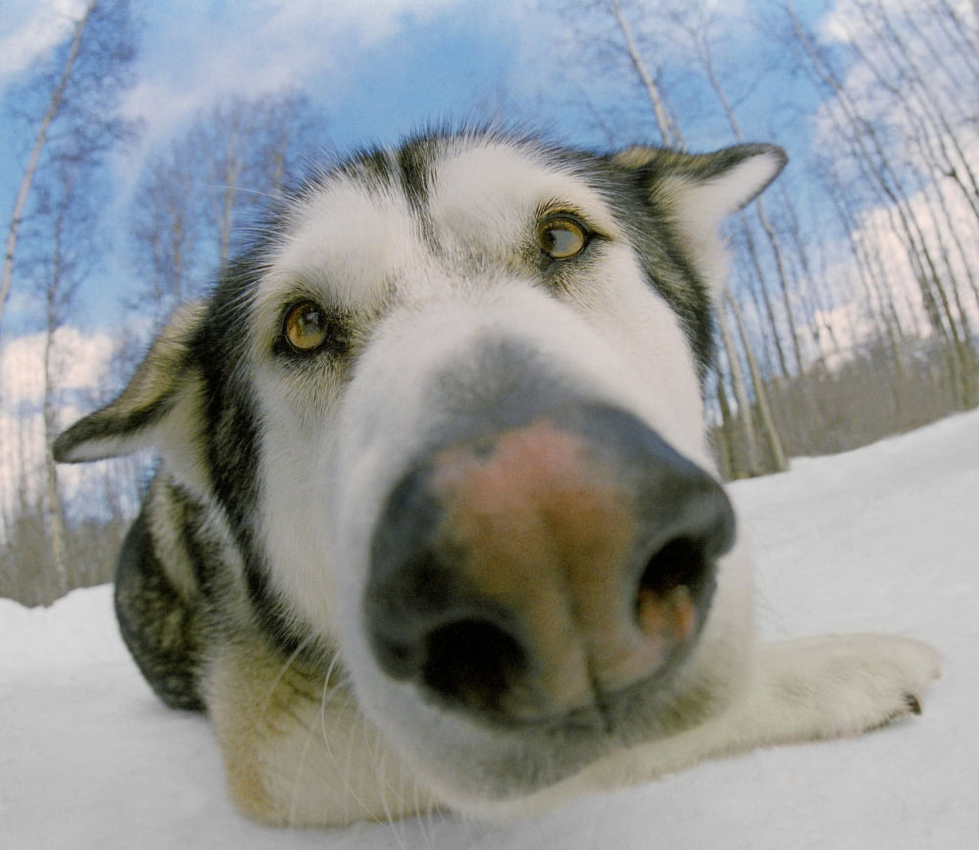 Fv2565 Natural Moments Photography Close-Up Of Husky Dog Nose And Face Canvas Art - Anita Dammer Design Pics (15 x 13)