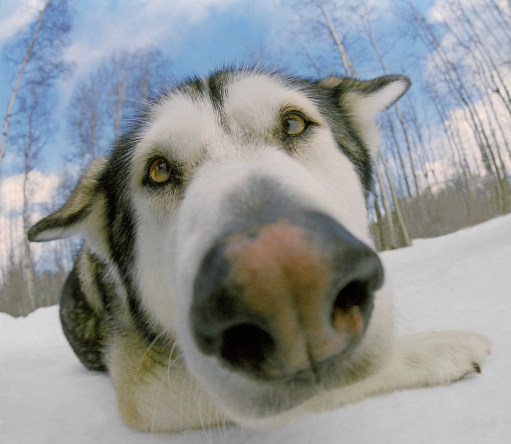 Fv2565 Natural Moments Photography Close-Up Of Husky Dog Nose And Face Canvas Art - Anita Dammer Design Pics (30 x 26)