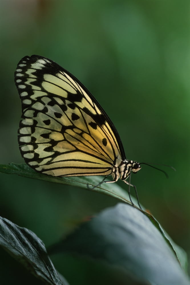 Fv3378 Simon Gardner White Tree Nymph Butterfly On Leaf Canvas Art - Simon Gardner Design Pics (11 x 17)