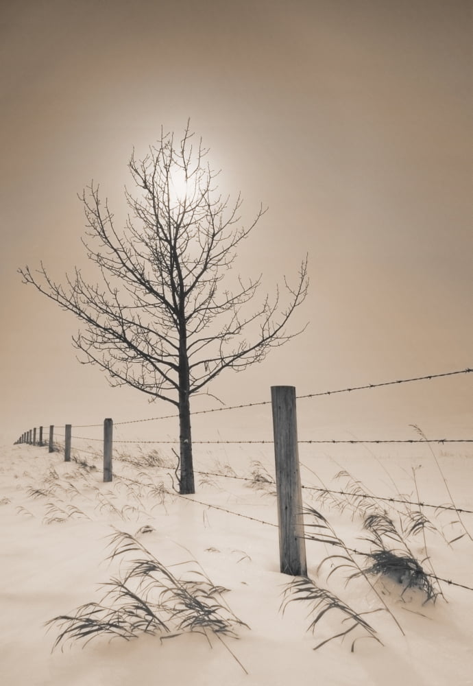Fv3516 Natural Moments Photography Tree And Fence Winter Sepia Canvas Art - Darwin Wiggett Design Pics (22 x 32)