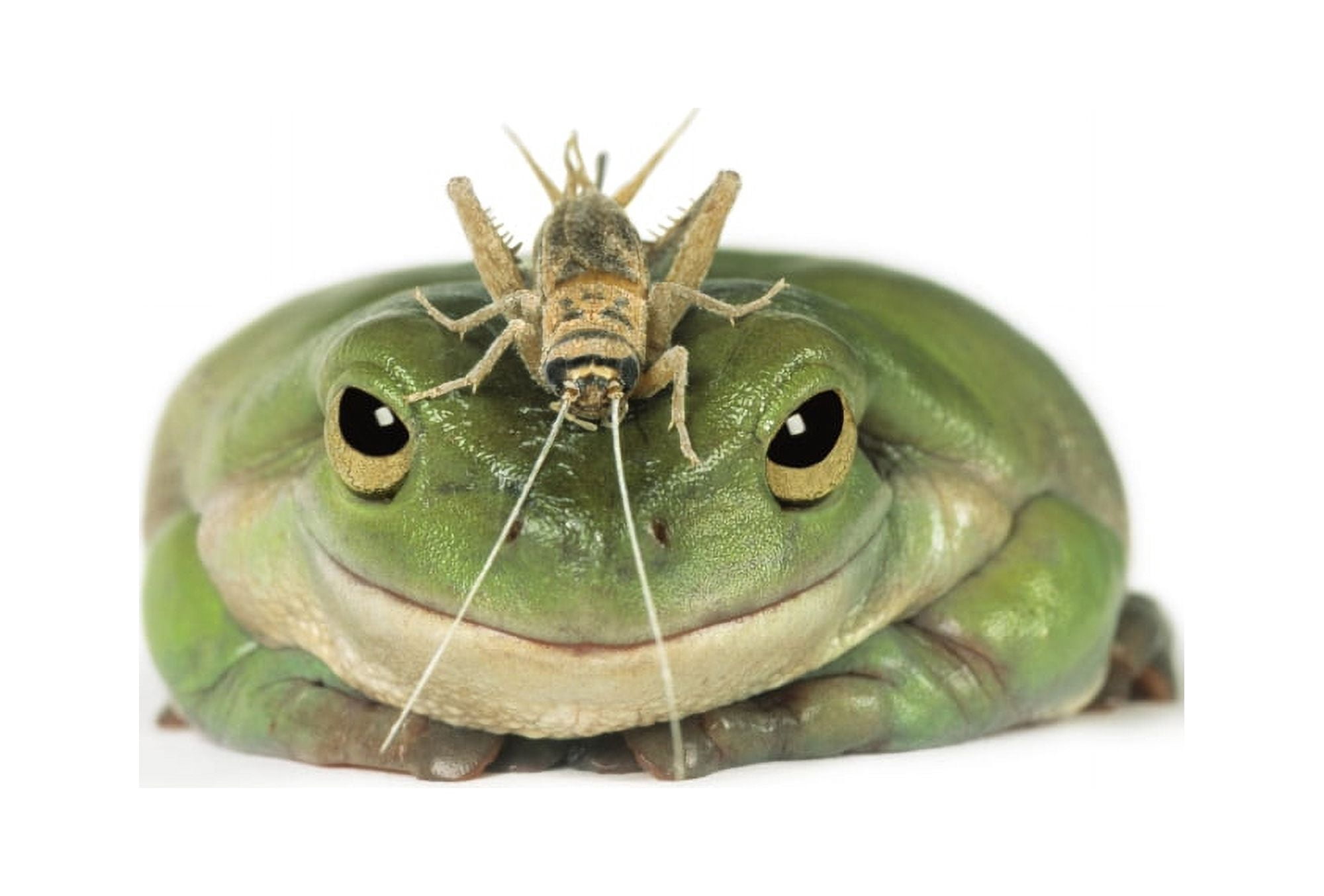 Fv3517 Natural Moments Photography Green Frog With Grasshopper On Head Canvas Art - Darwin Wiggett Design Pics (17 x 11)