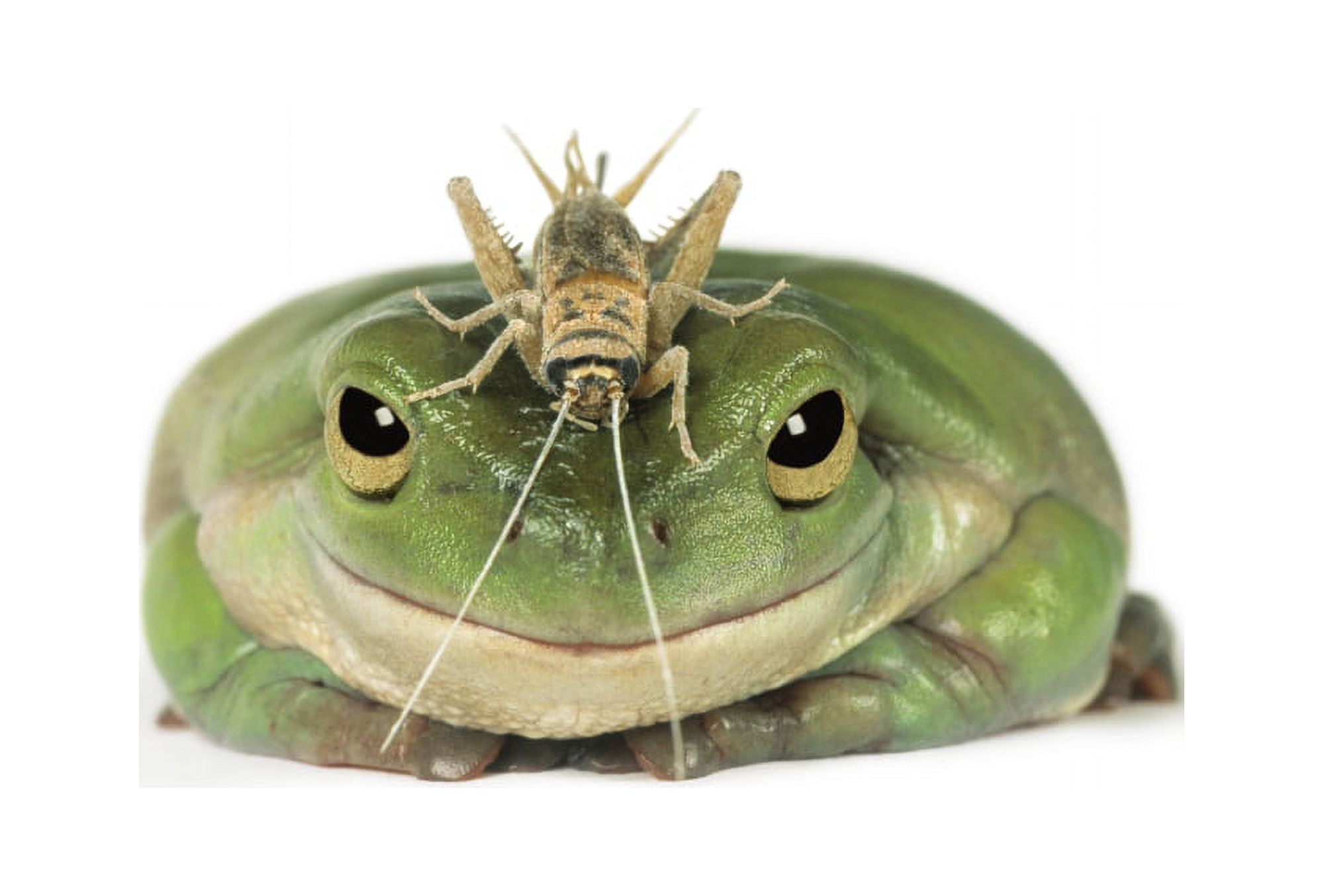 Fv3517 Natural Moments Photography Green Frog With Grasshopper On Head Canvas Art - Darwin Wiggett Design Pics (34 x 22)