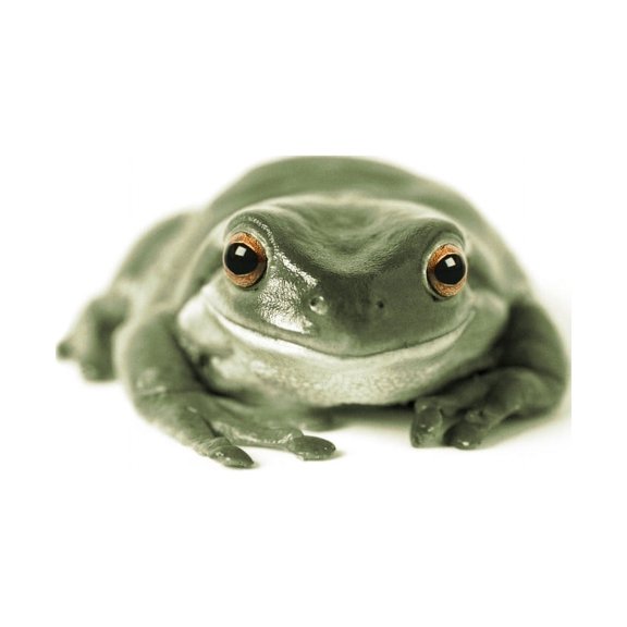 Fv3520 Natural Moments Photography Green Frog White Background Canvas Art - Darwin Wiggett Design Pics (16 x 11)