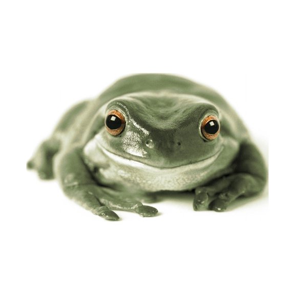 Fv3520 Natural Moments Photography Green Frog White Background Canvas Art - Darwin Wiggett Design Pics (32 x 22)