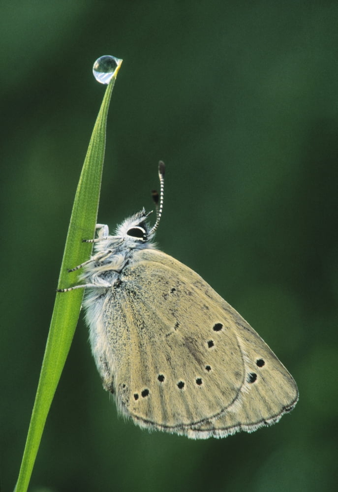 Fv3522 Natural Moments Photography Butterfly On Blade Of Grass Water Droplet At Top Canvas Art - Darwin Wiggett Design Pics (11 x 16)